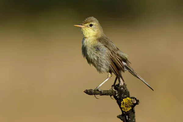 Melodious warbler (Hippolais polyglotta), perched on a branch — Stock Photo, Image
