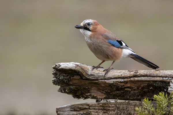 Rödspätta (Garrulus glandarius)) — Stockfoto