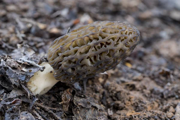 모세포 코니카는 숲에서 자라는 식용 버섯의 일종이다 — 스톡 사진