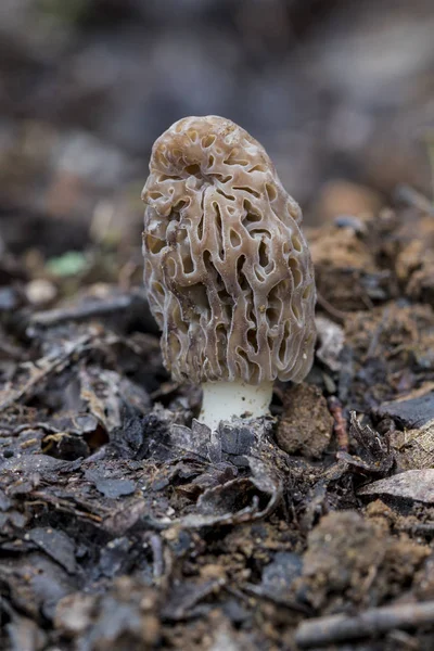 Morchella conica является одним из видов съедобных грибов, который растет в лесу — стоковое фото