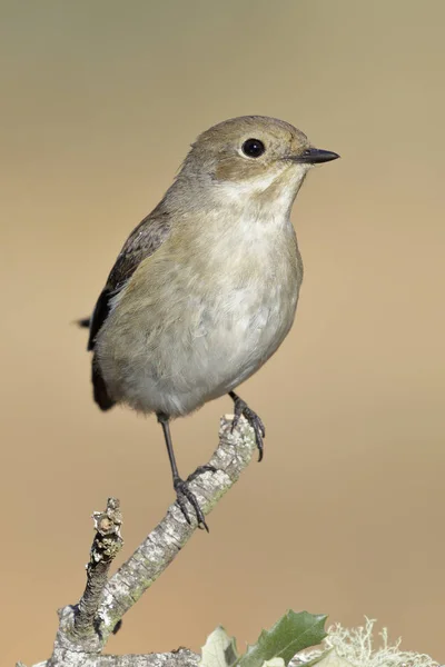 Flycatcher (Ficedula hypoleuca) сидит на окуни с зимним оперением . — стоковое фото