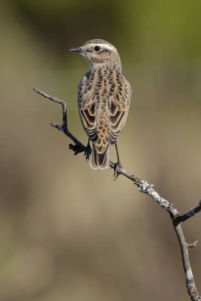 Uccelli - Whinchat (Saxicola rubetra) femmina — Foto Stock