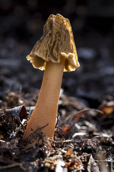 먹을 수있는 버섯, 봄철에 자라는 ptychoverpa bohemica — 스톡 사진