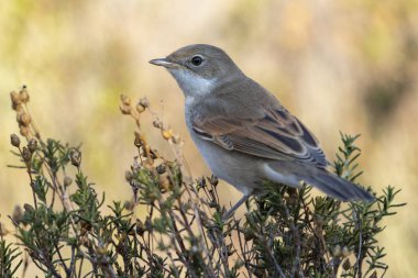 Beyazboğaz (Sylvia Communis) vahşi doğada, bir çevrede