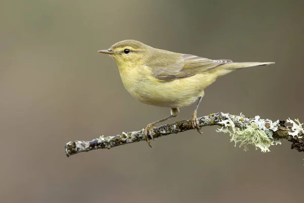 Vanlig gräslök (Phylloscopus collybita) — Stockfoto