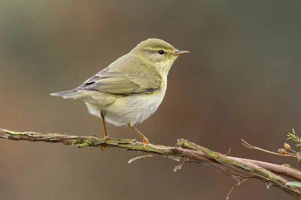 Zilpzalp (Phylloscopus collybita)) — Stockfoto