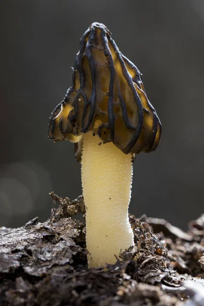 Morchella semilibera, (Mitrophora semilibera), fungo primaverile comunemente chiamato morilla libera media. Spagna — Foto Stock