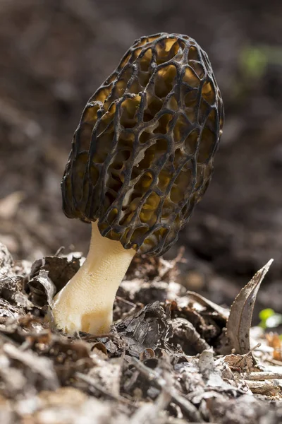 Die Morchella conica ist eine essbare Pilzarte, die im Wald wächst — Stockfoto