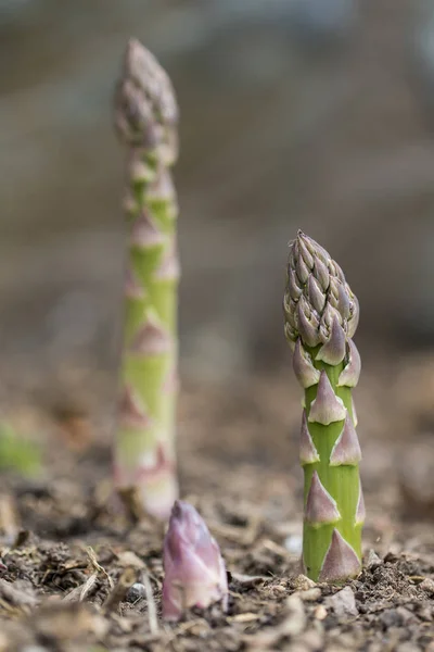 Asparagi da agricoltura biologica in terra nera. Spagna — Foto Stock