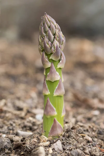 Asparagi da agricoltura biologica in terra nera. Spagna — Foto Stock