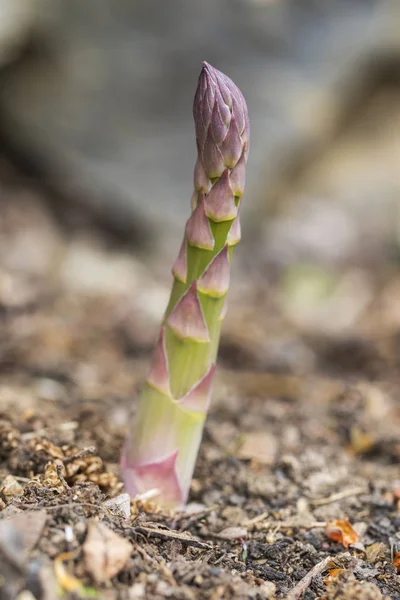 Asparagi da agricoltura biologica in terra nera. Spagna — Foto Stock