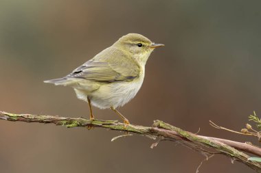 Yaygın chiffchaff (Phylloscopus collybita)