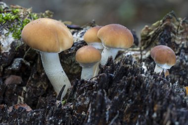 Agrocybe aegerita. Ölü bir kütükte büyüyor.