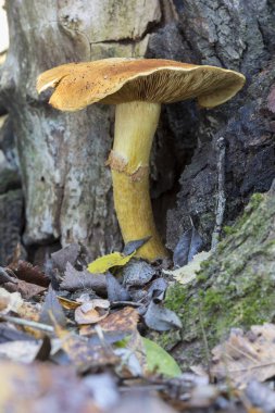 Turuncu mantar, gymnopilus spectabilis, Kuzey İspanya 'da bir ağaç gövdesinde yetişiyor.