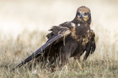 Batı marsh harrier (sirk aeruginosus)