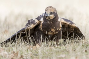 Batı marsh harrier (sirk aeruginosus)