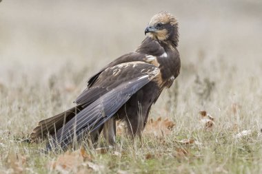 Batı marsh harrier (sirk aeruginosus)