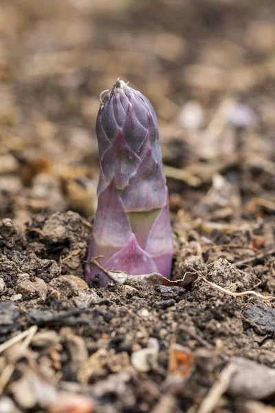 Espárragos de cultivo ecológico en suelo negro. España —  Fotos de Stock