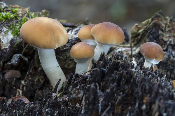 Agrocybe aegerita. Ölü bir kütükte büyüyor.
