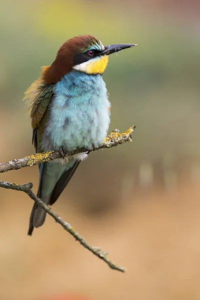 Ευρωπαίος μελισσοφάγος, Merops apiaster, όμορφο χρωματιστό πουλί — Φωτογραφία Αρχείου