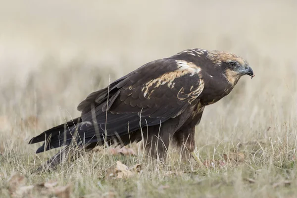 Western Marsh Harrier (Circus aeruginosus) — Stockfoto