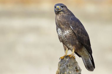 yaygın akbaba (Buteo buteo)
