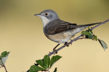 Subalpine warbler dişisi. Sylvia Cantillans bir dala tünemiş 
