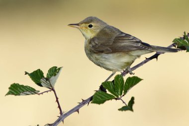 Melodious warbler (Hippolais polyglotta), bir dala tünemiştir. İspanya