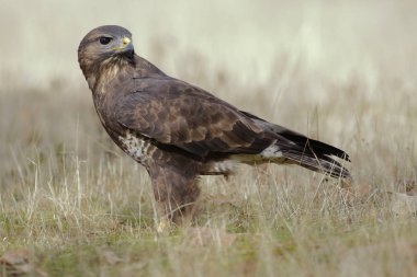 yaygın akbaba (Buteo buteo)