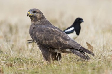 yaygın akbaba (Buteo buteo)