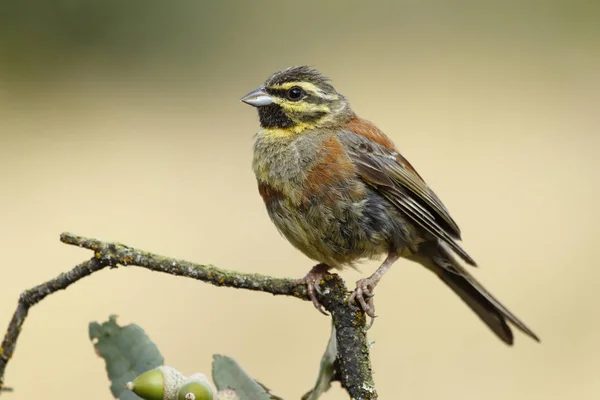 Cirl Bunting (Emberiza Cirlus), bir dala tünemiş.