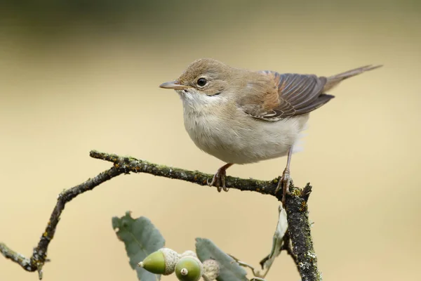 Grasmücke (sylvia communis) hockt auf einem Ast — Stockfoto