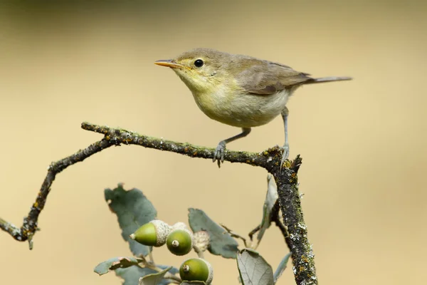 Bonelli 's Warbler Young, (Phylloscopus bonelli), em um ramo — Fotografia de Stock