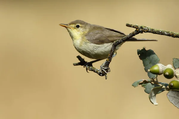 Melodisk sångare (Hippolais polyglotta), placerad på en gren. Spanien — Stockfoto