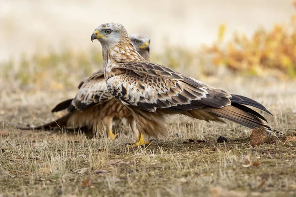 2 Red Kites (Milvus Milvus) feeding on the ground. Lion. Spain — Stock Photo, Image