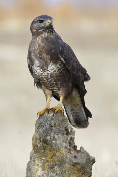 Vanlig vråk (Buteo buteo) — Stockfoto