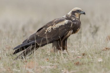 Batı marsh harrier (sirk aeruginosus)