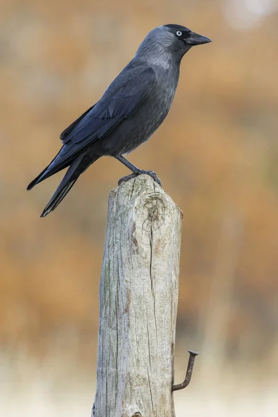 Le Crapaud de l'Ouest est un oiseau de la famille des corbeaux. Jackdaw sur un — Photo