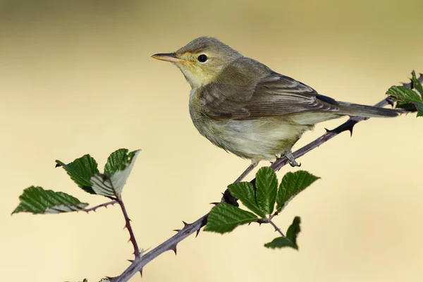 Melodious warbler (Hippolais polyglotta), perched on a branch. Spain — Stock Photo, Image