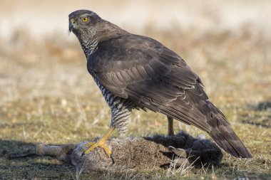Yetişkin vahşi jilet, Accipiter Gentilis, avlanan bir tavşanla besleniyor. Leon, İspanya
