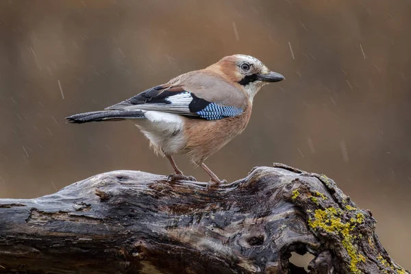 Eurasien Jay (Garrulus glandarius) satt uppe på en stock på hösten en regnig dag. Leon, Spanien — Stockfoto