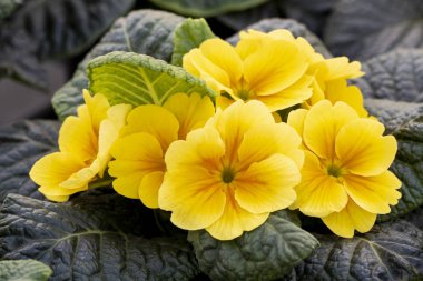 İlkbaharda Primula acaulis.