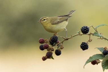 Phylloscopus trochilus, Willow Warbler bir dala tünemişti. Göçmen böcek yuvası kuşu. İspanya. Avrupa.