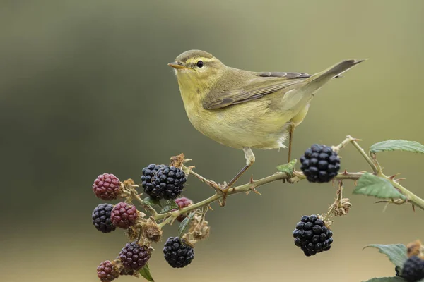 Phylloscopus trochilus, Willow Warbler encaramado en una rama. Aves migratorias insectívoras. España. Europa . —  Fotos de Stock