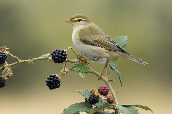 Phylloscopus trochilus, Willow Warbler på en gren. Flyttande insektsätande fågel. Spanien. Europa. — Stockfoto