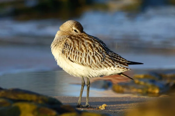 Godwit dalla coda a barra (Limosa lapponica ) — Foto Stock