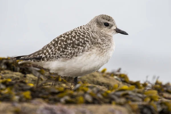 Gray plover, (Pluvialis squatarola), with winter plumage resting on a rock. Spain — Stock Photo, Image