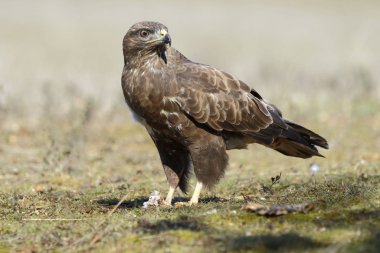  Şahin (Buteo buteo) yere tünedi
