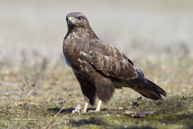  Şahin (Buteo buteo) yere tünedi