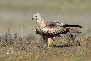 Uçurtma, (Milvus milvus) yere tünedi